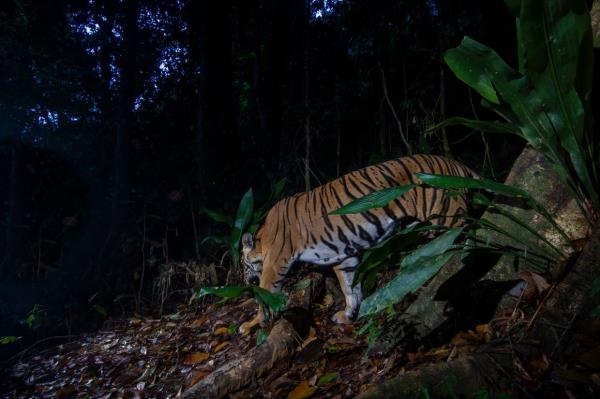 印尼地产工人被老虎咬死